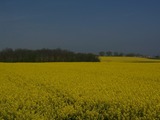 Ferienwohnung in Ostermade - Seestern - Bild 16