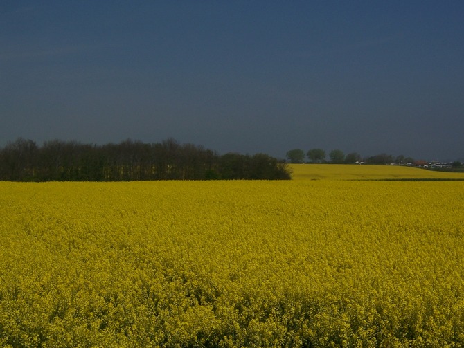 Ferienwohnung in Ostermade - Seestern - Bild 16