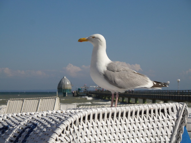 Ferienwohnung in Gr&ouml;mitz - Ferienparadies Gr&ouml;mitz - Strandkorbgast