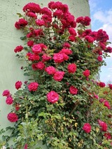 Ferienwohnung in Hohen Viecheln - Ferienwohnung "Nina" in Hohen Viecheln - Bild 8