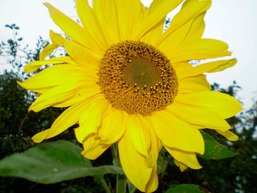 "Ferienhaus Strandläufer"