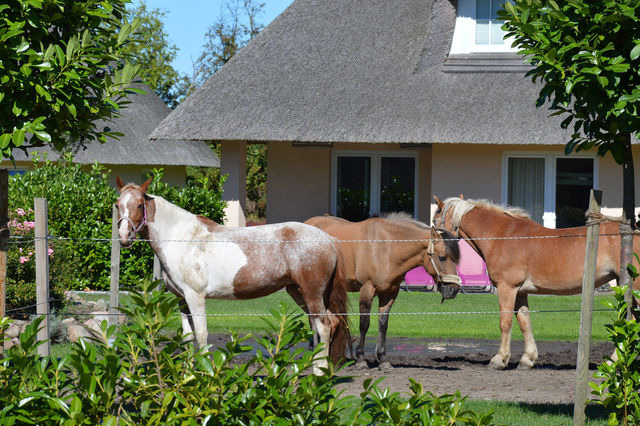 Ferienhaus in Fehmarn OT Staberdorf - Reetdachkate, inkl. 2 Parkplätze - Bild 18