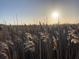 Ferienwohnung in Fehmarn - Ferienwohnung Süd - Bild 13