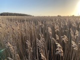 Ferienhaus in Fehmarn - Ferienhaus Westwind ( FH5) - Bild 23