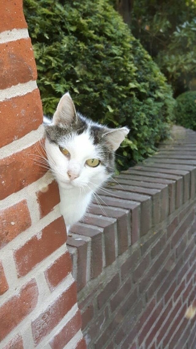 Ferienwohnung in Fehmarn - Ferienwohnung "Rosenrot" auf dem Ferien + Bauernhof Nilson in Inselmitte - Bild 15