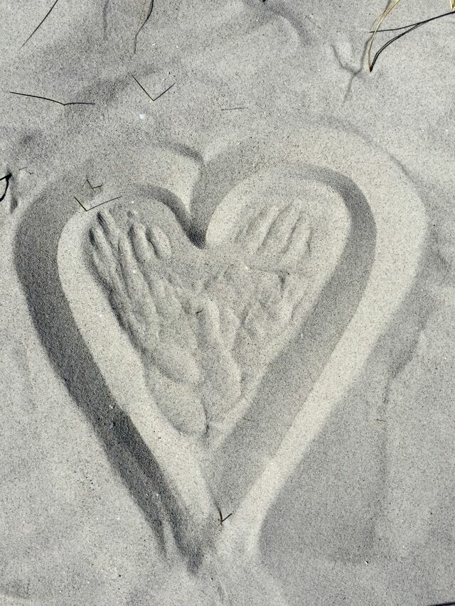 Ferienwohnung in Ostseeheilbad Zingst - Kranich - Bild 9