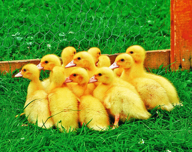 Ferienwohnung in Fehmarn OT Klausdorf - Bl&uuml;tenpracht - Bild 11