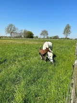 Ferienhaus in Dahme - L&uuml;tt Piergorn 2 - Bild 12