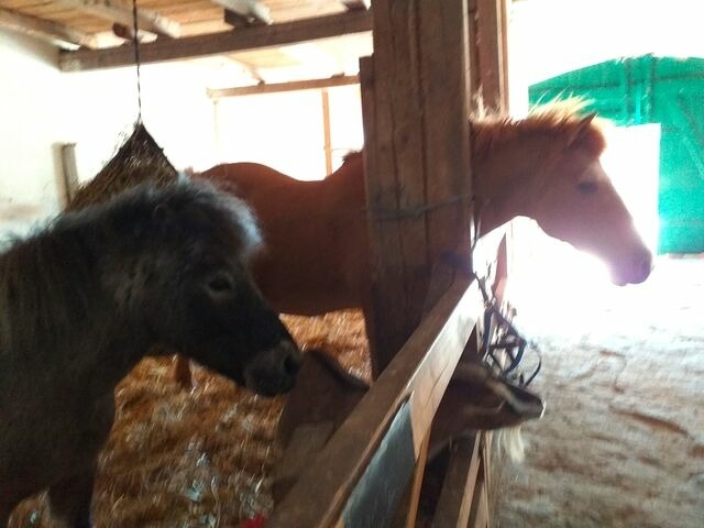 Ferienwohnung in Fehmarn OT Neujellingsdorf - Bauernhof Höper-Rauert - Reihenhaus 3 - Bild 19