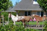 Ferienhaus in Fehmarn OT Staberdorf - Reetdachhaus 1, inkl. 2 Parkplätze - Bild 20