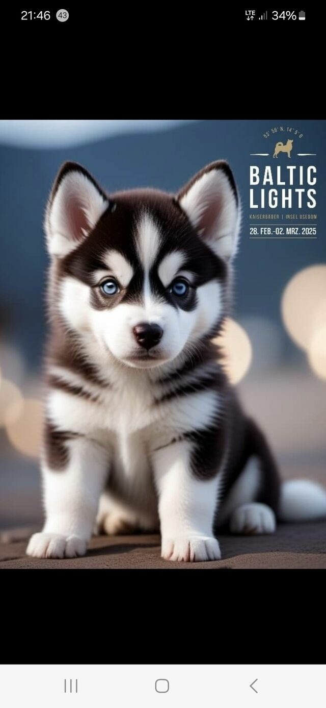 Ferienhaus in L&uuml;tow - Ferienhaus K&ouml;hler Am Achterwasser , Urlaub mit Hund - Bild 12