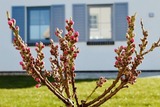 Ferienwohnung in Dranske - Ferienhaus Rügenzauber - Bild 19