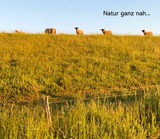 Ferienwohnung in Stein - Kiek ut - Bild 22