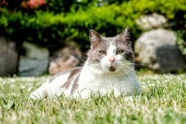 Ferienhaus in Fehmarn - Wellnesshaus "Welle" eingezäunt - Bild 11