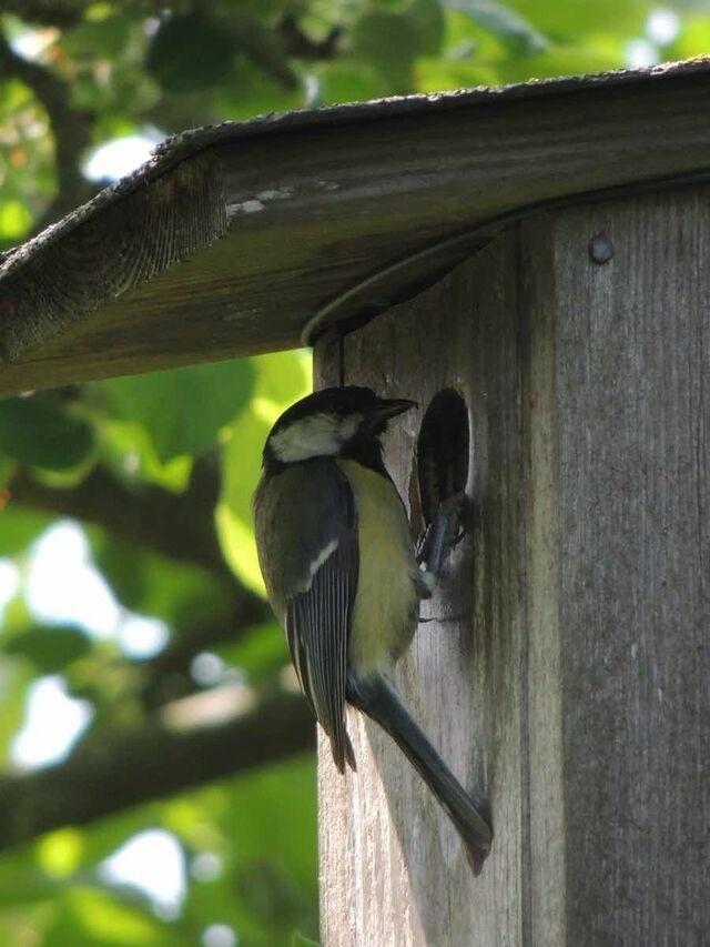 Ferienhaus in Brodersby - Landhaus Schleiblick - Bild 25