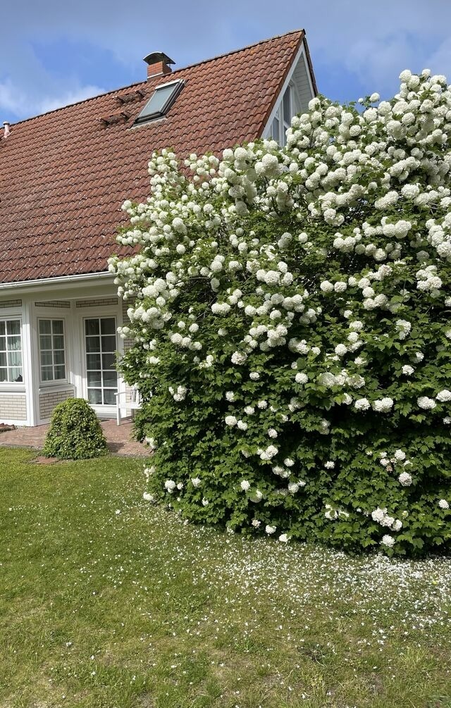 Ferienwohnung in Prerow - Darßer Ferienhaus Gartenwohnung - Bild 6