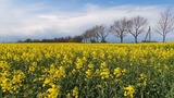 Ferienwohnung in Fehmarn OT Petersdorf - Ferienwohnung Bartels Kiebitzweg mit Balkon - Rapsblüte im Monat Mai
