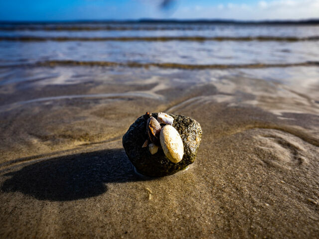 Ferienhaus in Gl&uuml;cksburg - Ferienhaus Seepferdchen - Bild 23