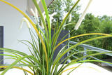 Ferienwohnung in Boltenhagen - Villa am Park Wohnung 12 - Bild 7