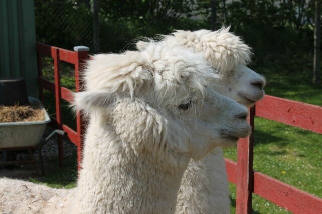 Ferienwohnung in Wangels - G&ouml;nn dir eine Auszeit mit Familie und Sauna - Bild 10